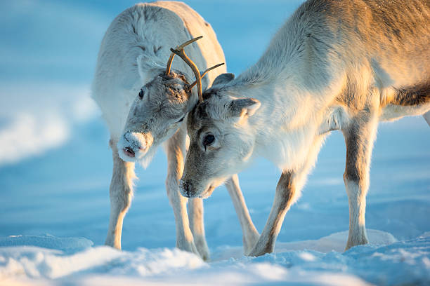 Caribou stock photo