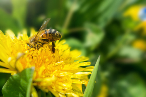 Honey bee collecting pollen on a yellow dandelion.Related images:
