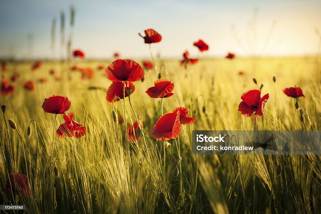 Sunset over Wheat Field and Red Poppies - Spring Meadow Poppy - Plant Stock Photo