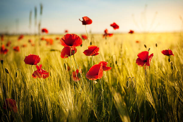 pôr do sol sobre o campo de trigo e vermelho papaveráceas-primavera prado - field poppy single flower flower imagens e fotografias de stock