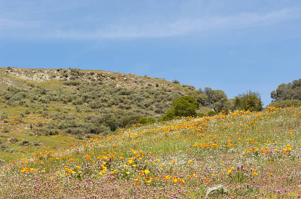 istock Foothills Covered with Poppy Wildflowers 172473888