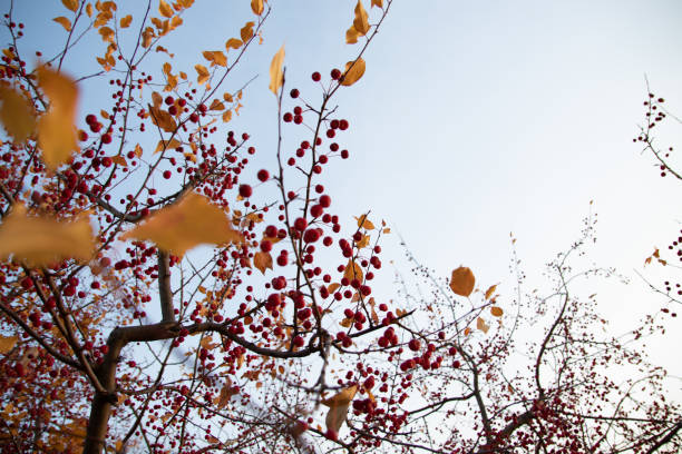 istock Autumn leaves on a whitethorn tree in the garden. Selective focus. 1724739982