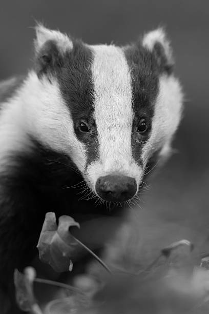 European Badger - black and white vertical portrait