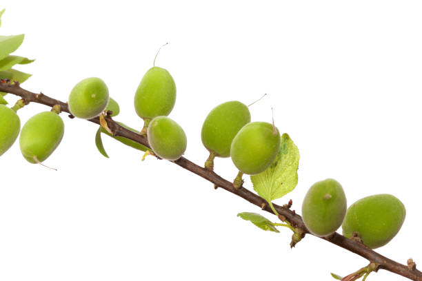 Tree branch with green fresh apricots  on white background
