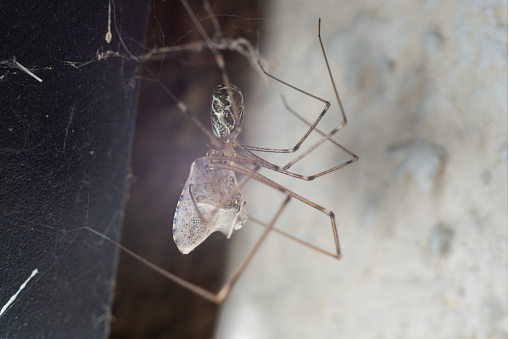 macro spider in web on yellow wall eats prey