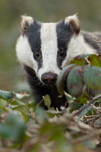istock European Badger - vertical portrait 172474173