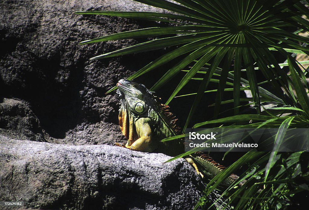 Iguana - Zbiór zdjęć royalty-free (Bahamy)