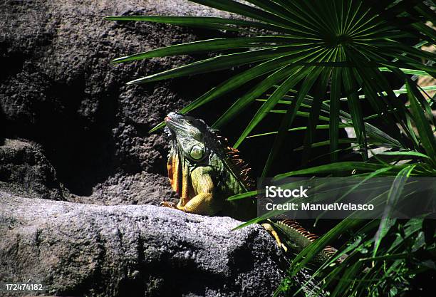 Iguana - zdjęcia stockowe i więcej obrazów Bahamy - Bahamy, Legwan, Bez ludzi