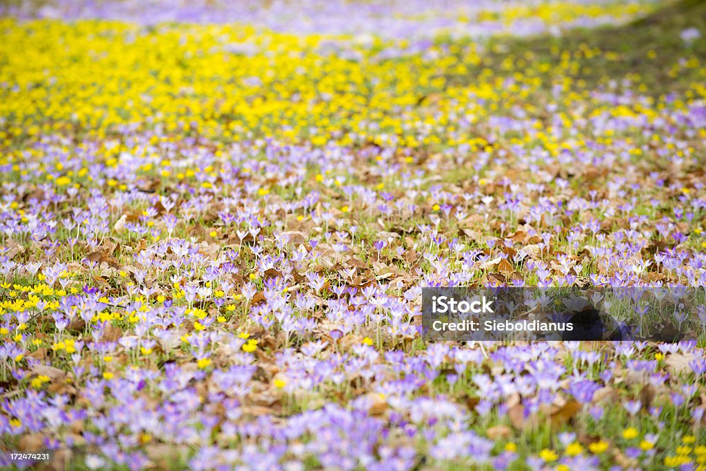 Early spring flowers (Eranthis hyemalis and Crocus vernus) in park. Early spring flowers (Eranthis hyemalis and Crocus vernus) in park.Related: Cold Temperature Stock Photo