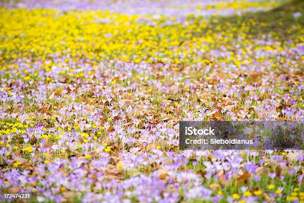 Early Spring Flowers In Park Stock Photo - Download Image Now