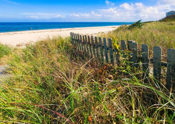 istock Bittersweet along the Fence 1724743234