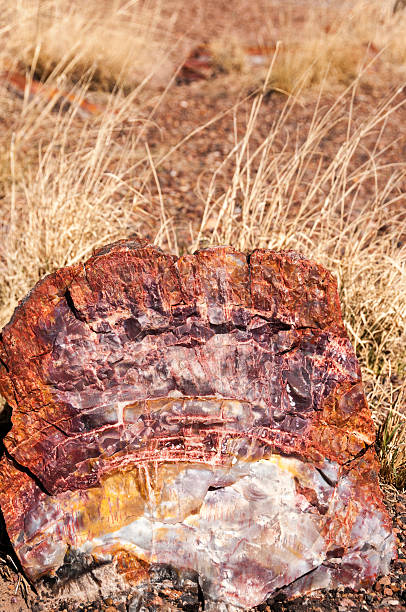 istock Cross Section of Petrified Wood 172474373