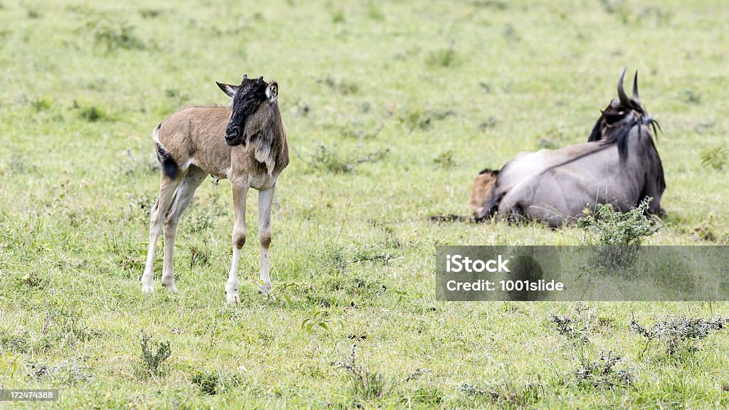 wildebeest and its baby wildebeest and its baby at Masai Mara National Reserve at Kenya at Africa Acacia Tree Stock Photo