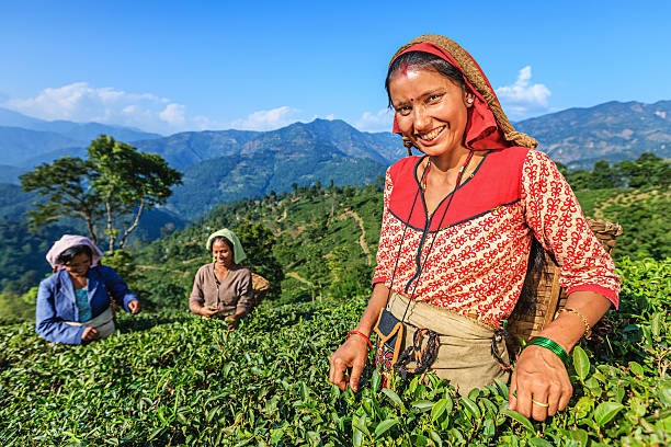 istock Indian pickers plucking tea leaves in Darjeeling, India 172474488