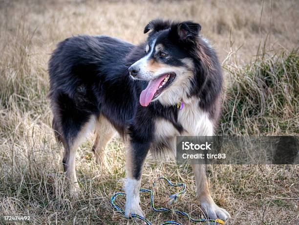 Friendly Collie Border Plano Aproximado - Fotografias de stock e mais imagens de Animal de Estimação - Animal de Estimação, Ao Ar Livre, Boca de animal