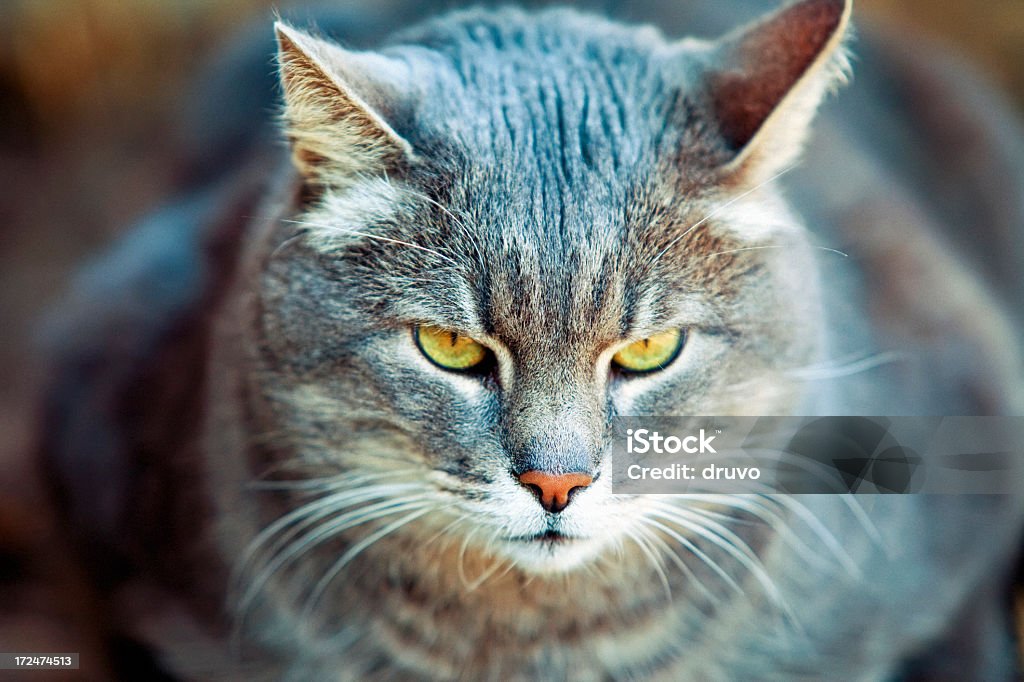 Grasa Retrato de gato - Foto de stock de Aire libre libre de derechos