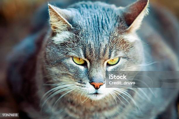 Grasa Retrato De Gato Foto de stock y más banco de imágenes de Aire libre - Aire libre, Animal, Color - Tipo de imagen