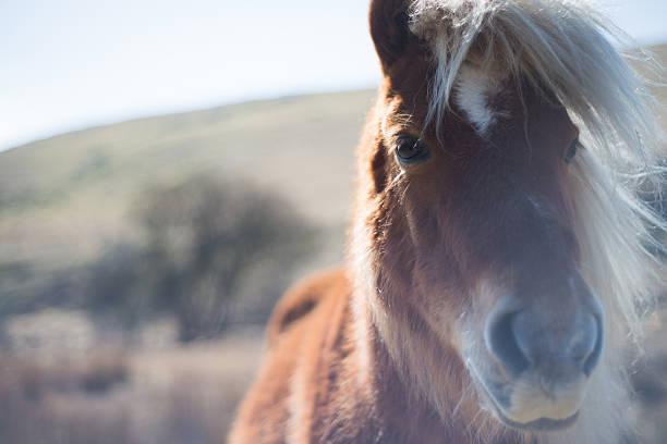 poni dartmoor - dartmoor fotografías e imágenes de stock