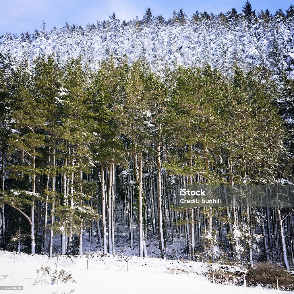 Z widokiem na zbocze Las w śniegu na Jasny, słoneczny zimowy dzień - Zbiór zdjęć royalty-free (Bez ludzi)