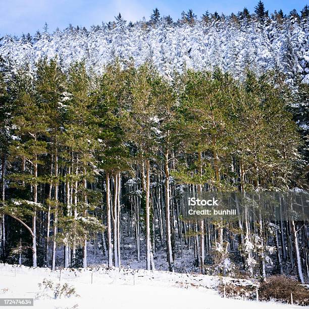 Z Widokiem Na Zbocze Las W Śniegu Na Jasny Słoneczny Zimowy Dzień - zdjęcia stockowe i więcej obrazów Bez ludzi