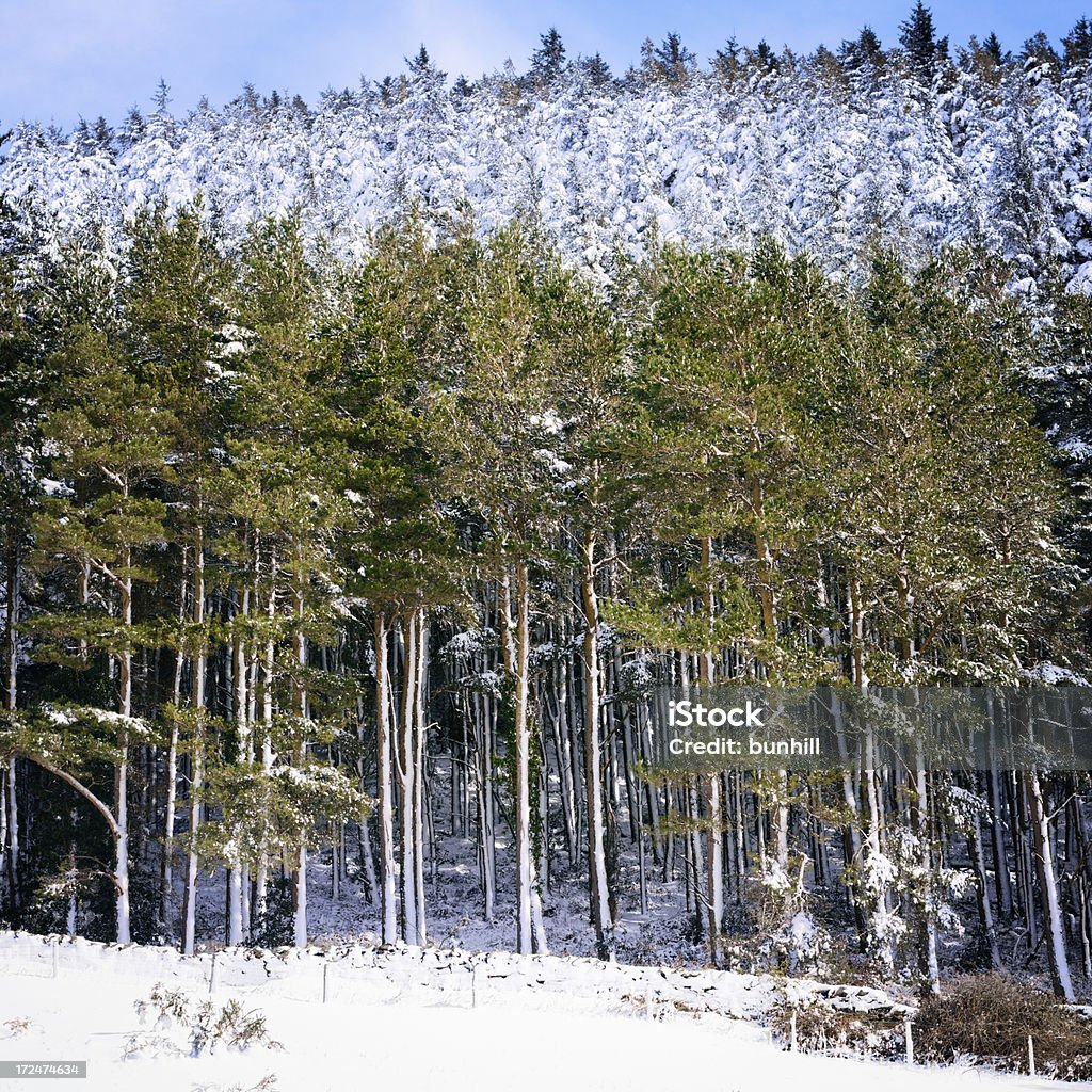 Floresta de montanha de neve em um dia claro de inverno ensolarado - Foto de stock de Bosque - Floresta royalty-free