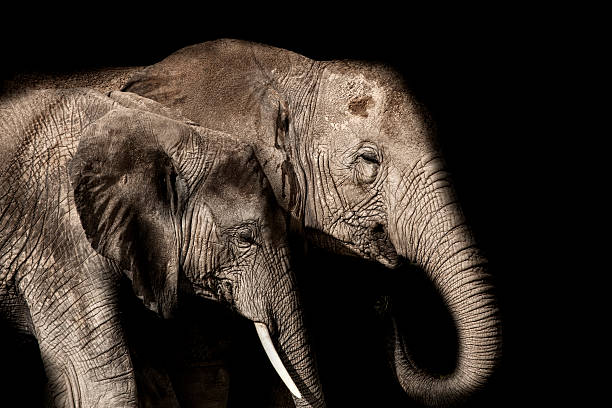 象の赤ちゃん - サファリ動物 写真 ストックフォトと画像