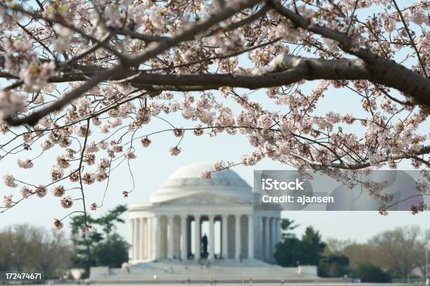 Kwiat Wiśni Z Jefferson Memorial Z Ostrości - zdjęcia stockowe i więcej obrazów Sakura Matsuri - Sakura Matsuri, Waszyngton DC, Bez ludzi