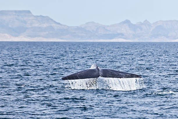 A Blue Whale (Balaenoptera musculus) fluking before it deep dives in the Sea of Cortez off Isla San Jose, Baja California Sur, Mexico.