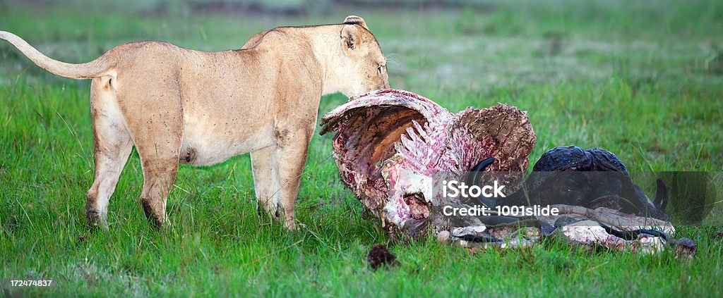 ワイルドアフリカ雌ライオン、できたてを食べる人が死亡バッファロー - たてがみのロイヤリティフリーストックフォト