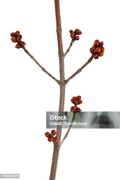 Gustos En Un Árbol De Maple Foto de stock y más banco de imágenes de Arce - Arce, Brote, Primavera - Estación