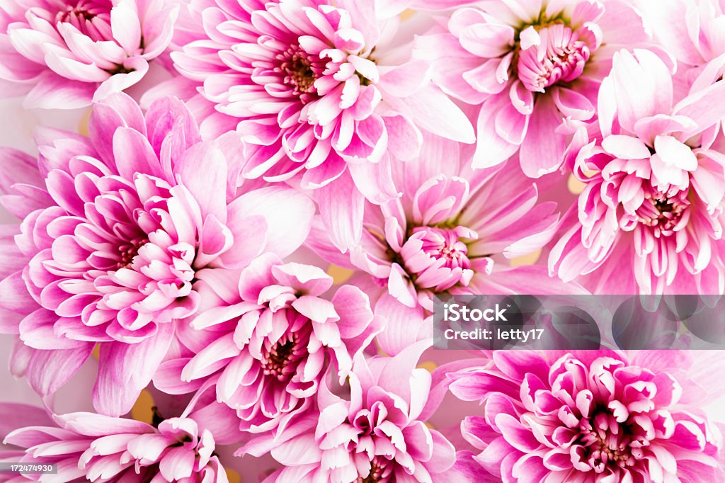 Wzór kwiatowy - Zbiór zdjęć royalty-free (Aranżacja)