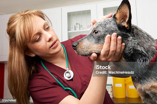 Foto de Feminino Veterinários Examinando O Cão Na Cirurgia e mais fotos de stock de Veterinário - Veterinário, 30 Anos, Adulto