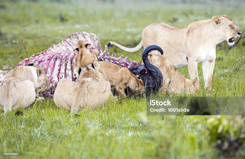 Selvaggia Leone africano mangia appena uccisi Buffalo - Foto stock royalty-free di Africa