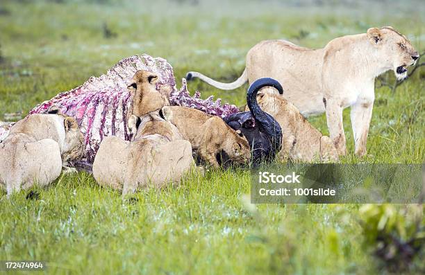 Leão Africano Selvagem Comer Um Recémmortas Buffalo - Fotografias de stock e mais imagens de Alimentar