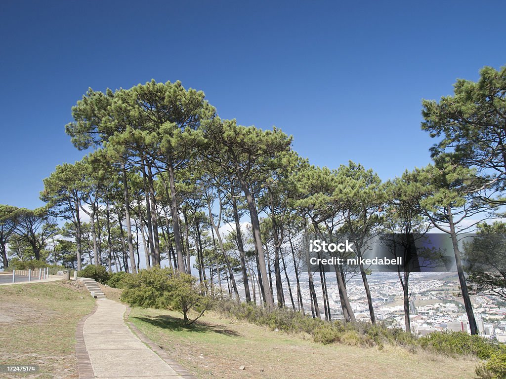 Signal Hill - Lizenzfrei Baum Stock-Foto