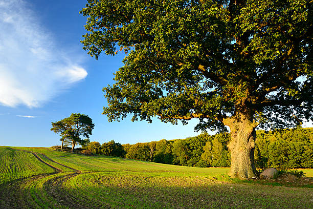 antigua roble en campo paisaje bajo cielo azul - branch solitary tree oak tree seed fotografías e imágenes de stock