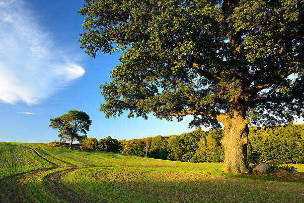 starożytny dąb-drzewo w pole krajobraz z błękitnego nieba - branch solitary tree oak tree seed zdjęcia i obrazy z banku zdjęć