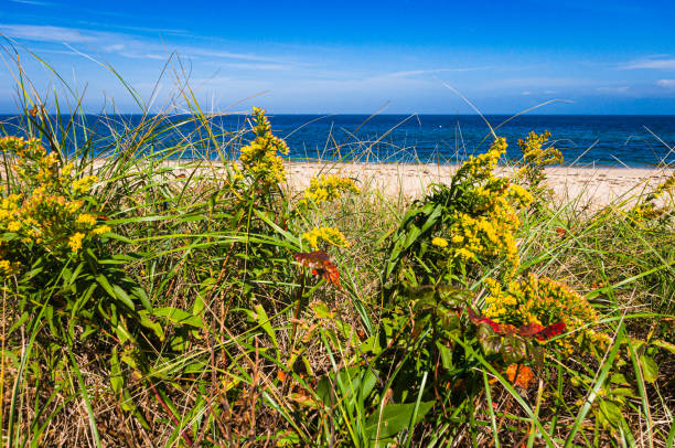istock Goldenrod and Poison Ivy 1724753293