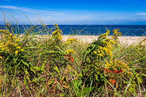 Yellow goldenrod and red and green leaves of poison ivy grow along a sandy beach on Cape Cod.