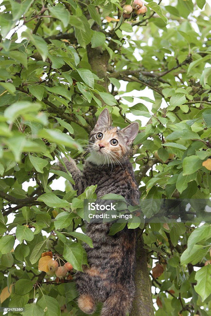 Wspinaczka Kot - Zbiór zdjęć royalty-free (Cała postać)