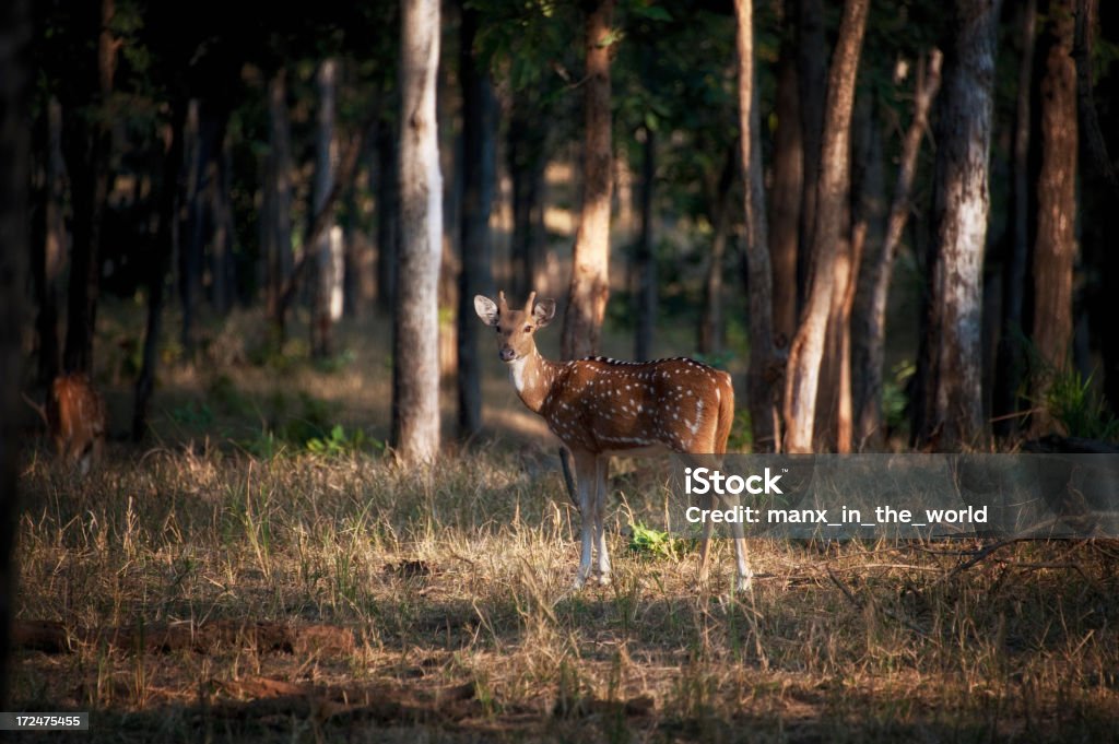 Chital lub Jeleń aksis - Zbiór zdjęć royalty-free (Park Narodowy Kanha)