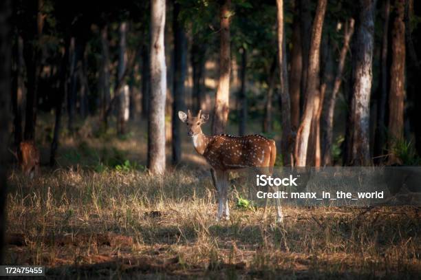 Chital Lub Jeleń Aksis - zdjęcia stockowe i więcej obrazów Park Narodowy Kanha - Park Narodowy Kanha, Park Narodowy Bandhavgarh, Indie