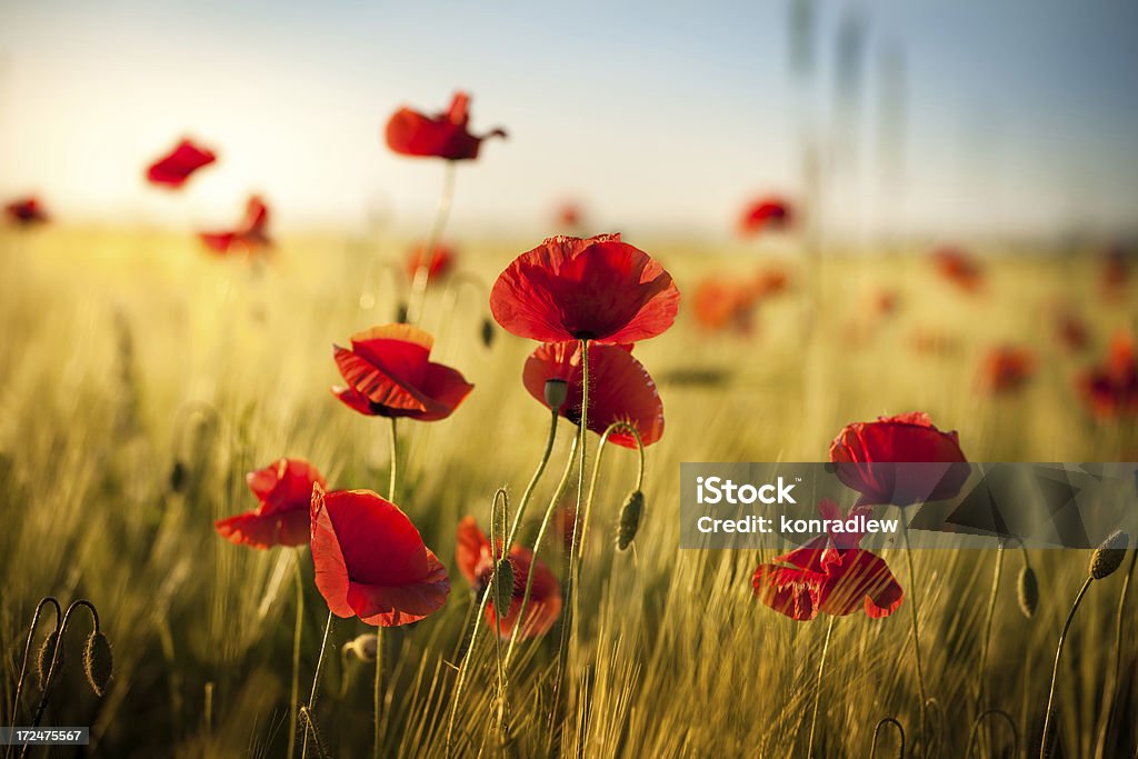 小麦のフィールドに沈む夕日の赤い Poppies -春の草地 - ケシのロイヤリティフリーストックフォト