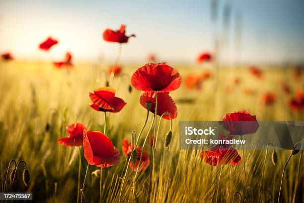 小麦のフィールドに沈む夕日の赤い Poppies 春の草地 - ケシのストックフォトや画像を多数ご用意 - ケシ, 人物なし, 写真