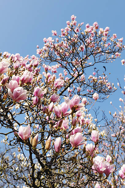 bud z różowy biały magnolia lub tulip tree - plant white magnolia tulip tree zdjęcia i obrazy z banku zdjęć