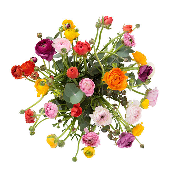 Colorful Ranunculus flowers bunch seen from above. Isolated on white.