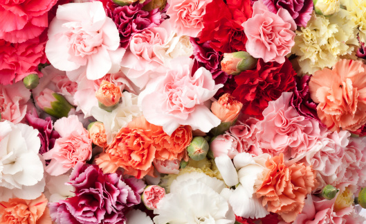 Bouquet of pink peonies and roses closeup isolated on a purple background