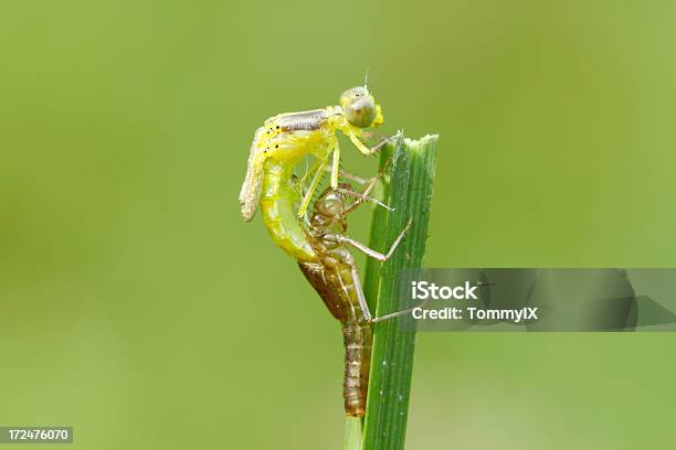 Moulting Stock Photo - Download Image Now - Dragonfly, Molting, Larva