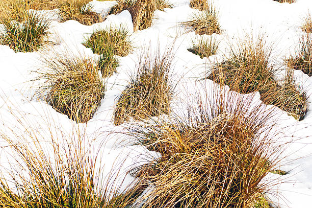 trawa hummocks w śniegu - nature rough cumbria sunlight zdjęcia i obrazy z banku zdjęć