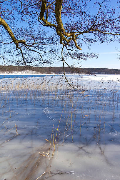 paisaje de invierno, lago werbellinsee - hubertusstock fotografías e imágenes de stock